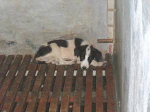 Прикачена снимка