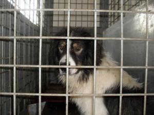 Прикачена снимка