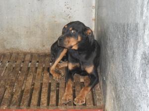Прикачена снимка
