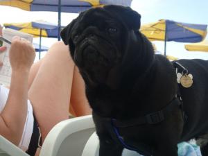 Прикачена снимка