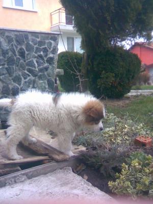 Прикачена снимка