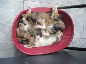 Прикачена снимка