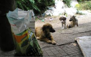 Прикачена снимка