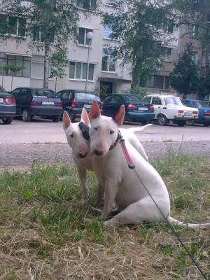 Прикачена снимка