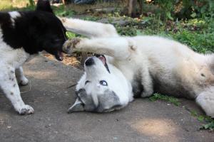 Прикачена снимка