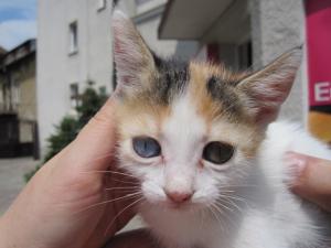 Прикачена снимка
