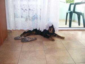 Прикачена снимка