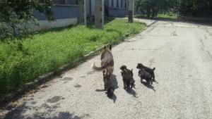 Прикачена снимка