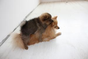 Прикачена снимка