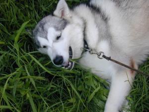 Прикачена снимка