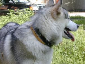 Прикачена снимка