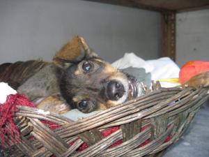 Прикачена снимка
