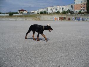 Прикачена снимка