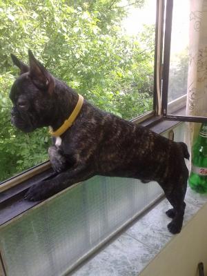 Прикачена снимка