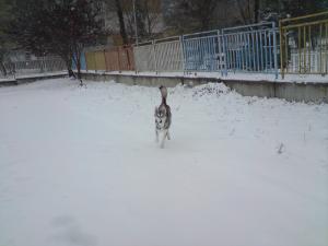 Прикачена снимка