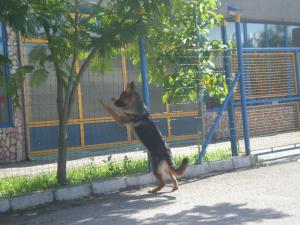 Прикачена снимка