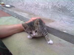 Прикачена снимка