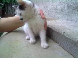Прикачена снимка