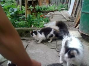 Прикачена снимка