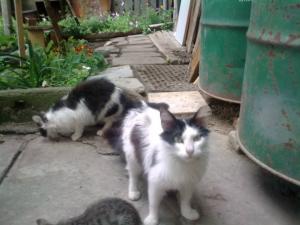 Прикачена снимка