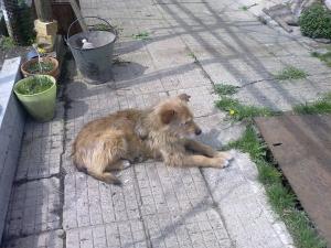 Прикачена снимка