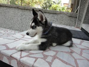 Прикачена снимка