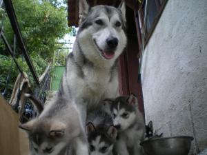 Прикачена снимка