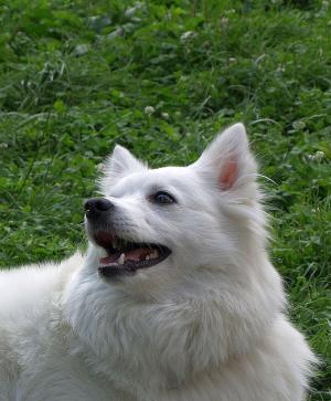 Прикачена снимка