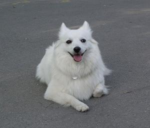 Прикачена снимка