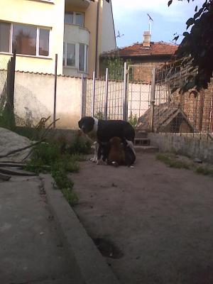 Прикачена снимка