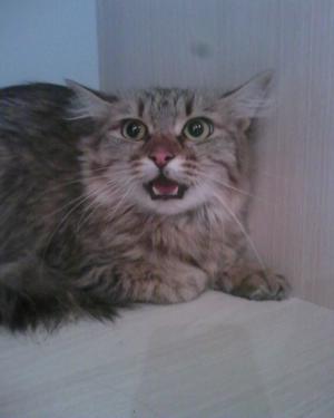 Прикачена снимка
