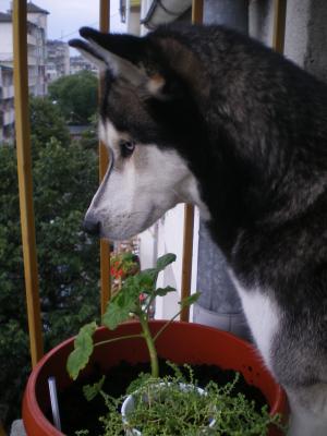 Прикачена снимка