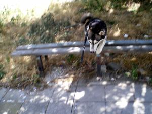 Прикачена снимка