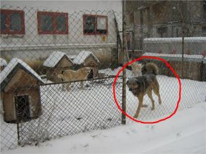 Прикачена снимка