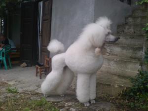 Прикачена снимка