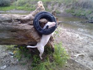 Прикачена снимка