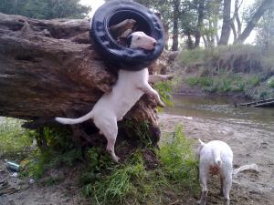Прикачена снимка
