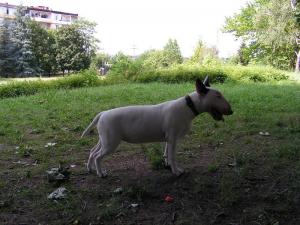 Прикачена снимка
