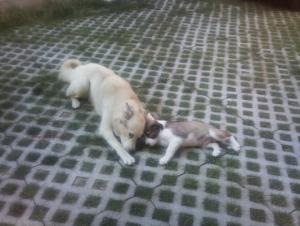Прикачена снимка