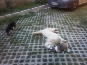 Прикачена снимка