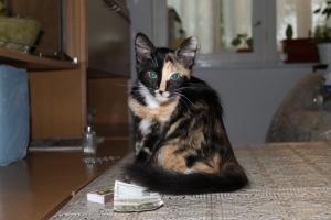 Прикачена снимка