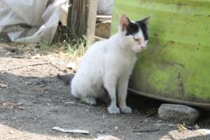 Прикачена снимка