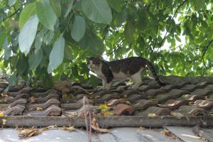 Прикачена снимка