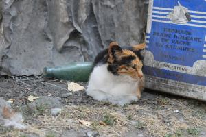Прикачена снимка