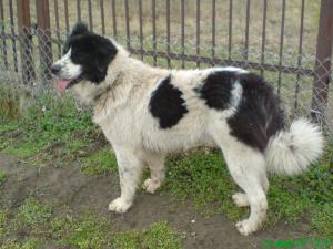 Прикачена снимка