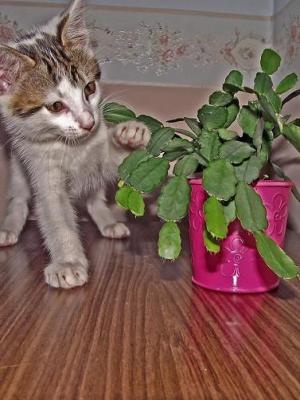 Прикачена снимка