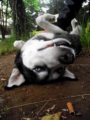 Прикачена снимка