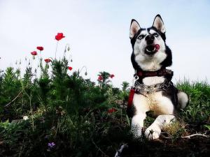 Прикачена снимка