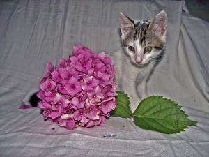 Прикачена снимка