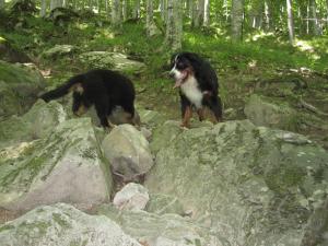 Прикачена снимка